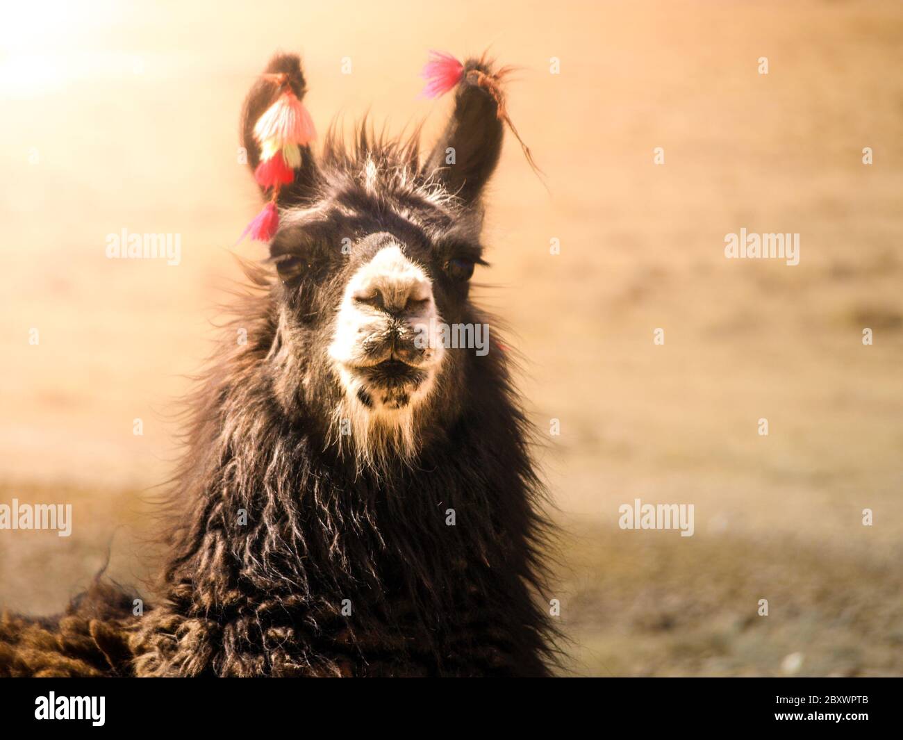 Close-up portrait of brown llama, Andes, South America. Stock Photo