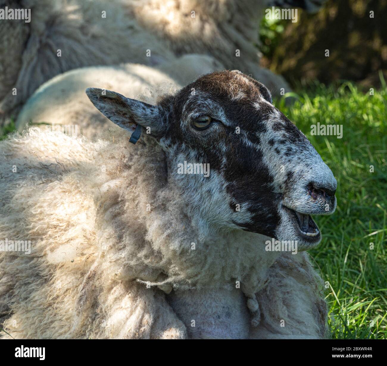 Four week old lambs and Sheep low angle view portrait in green grass ...