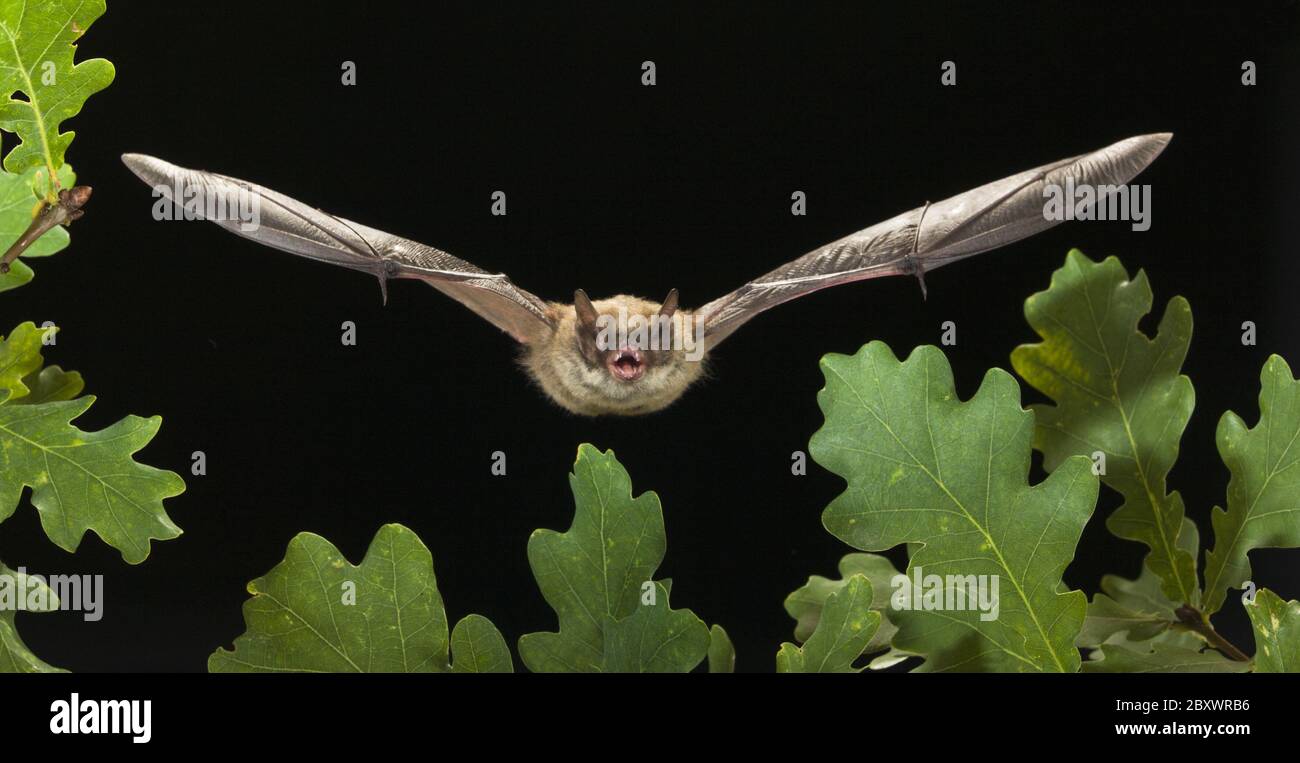 Myotis brandtii, Brandt's Bat, Germany Stock Photo Alamy