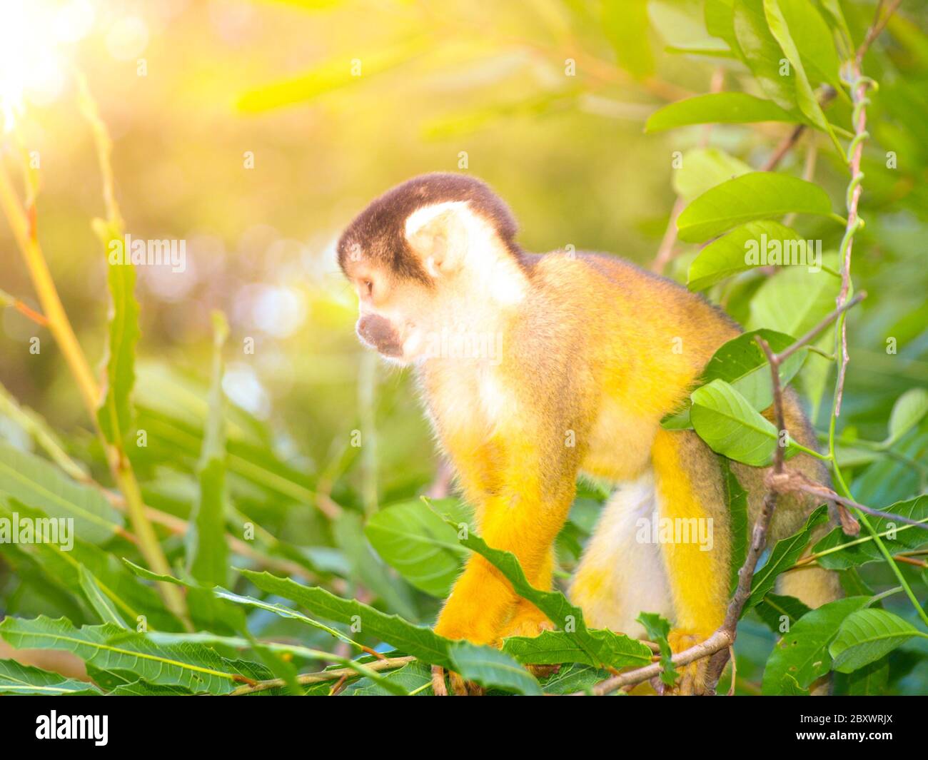 Squirrel monkey with yellow fur hidden in the green bush of Amazonia, South America. Stock Photo