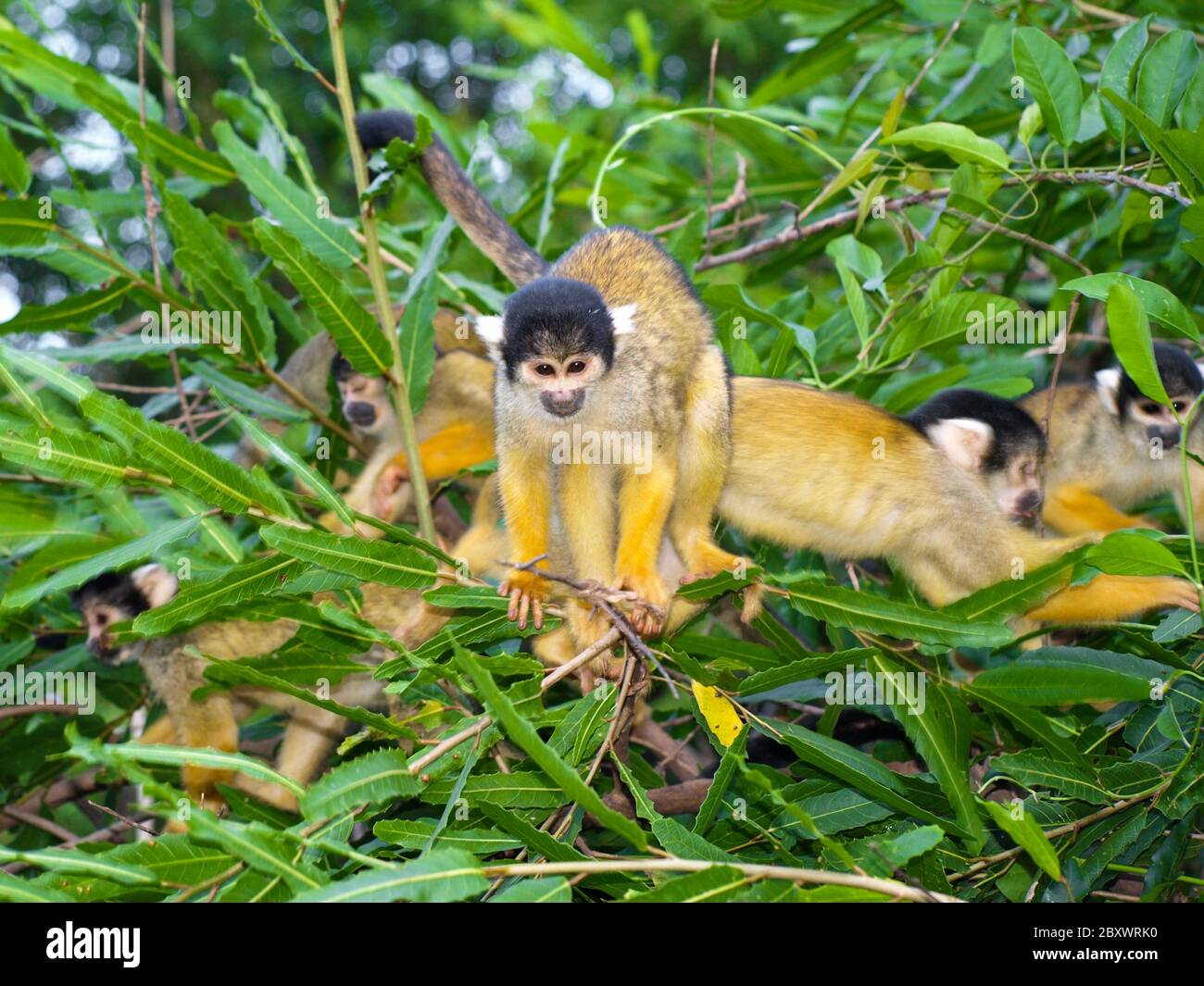 Group of yellow squirrel monkeys in the bush (saimiri sciureus) Stock Photo
