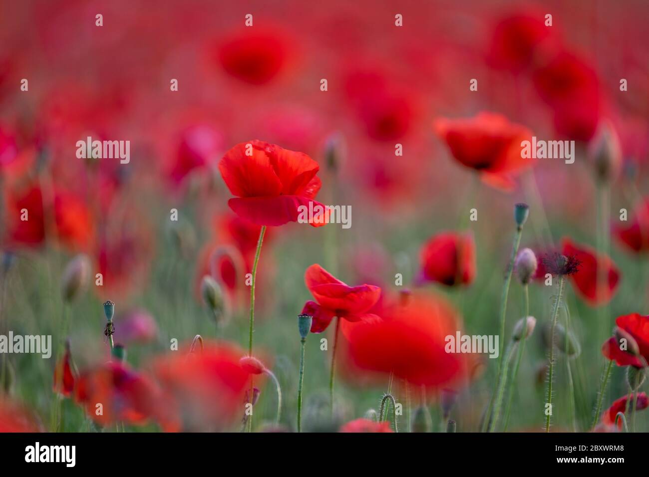 Poppies field in luberon france hi-res stock photography and images - Alamy