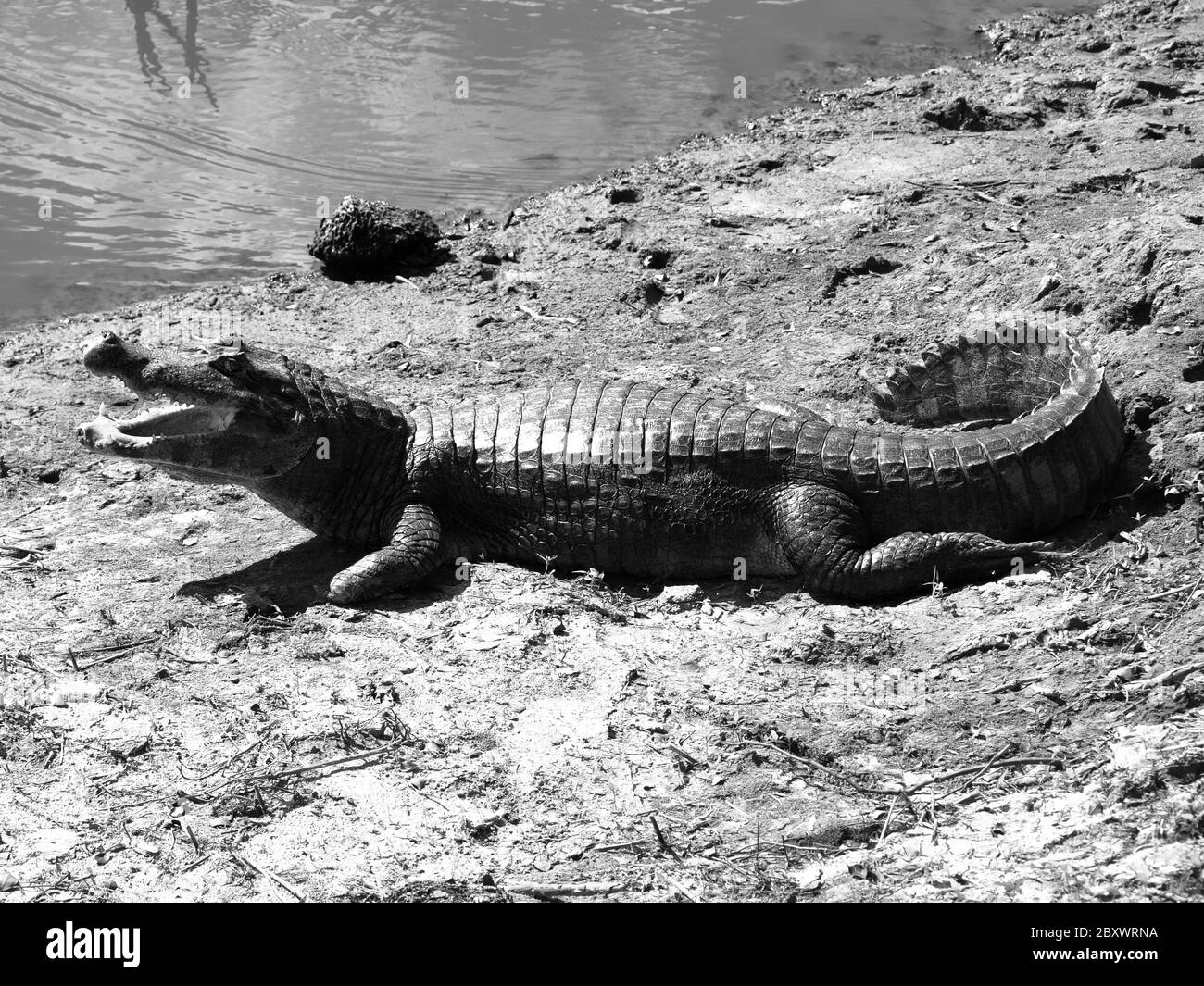 American alligator lying at river, South America. Black and white image Stock Photo