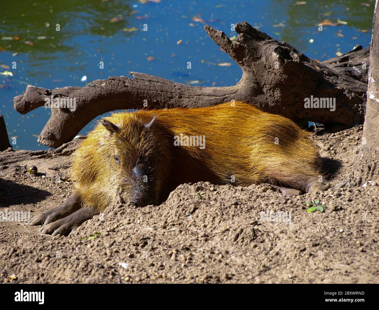 Capybara. The biggest rodent of the world Stock Photo