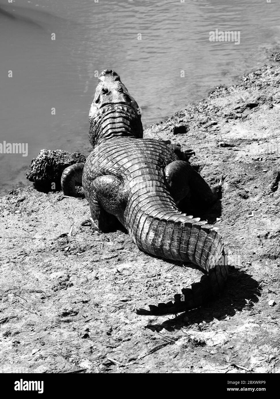 Alligator lying on a river bank in Amazonia, view from back side, black and white image Stock Photo