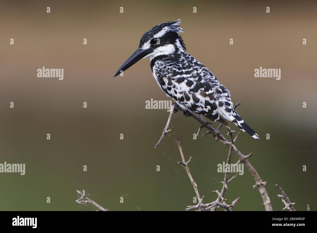 Pied Kingfisher, (Ceryle rudis), Kruger National Park, Mpumalanga, South Africa, Africa Stock Photo