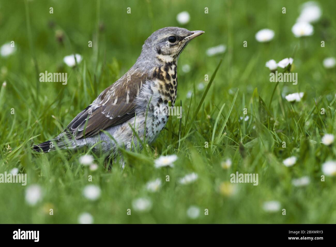 Turdus pilaris, Fieldfare Stock Photo