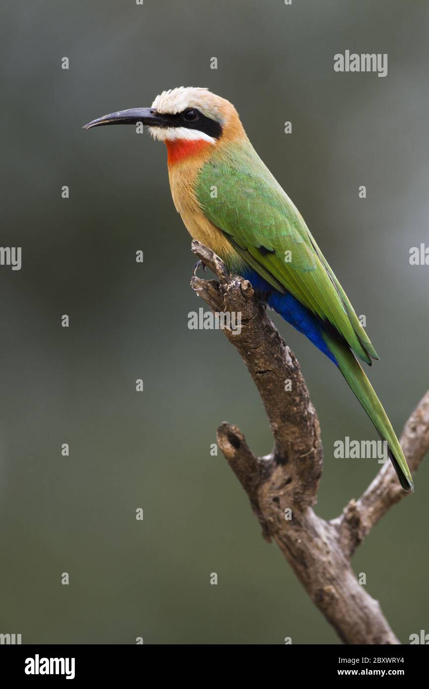 White-fronted Bee-eater, (Merops bullockoides), Kruger National Park ...