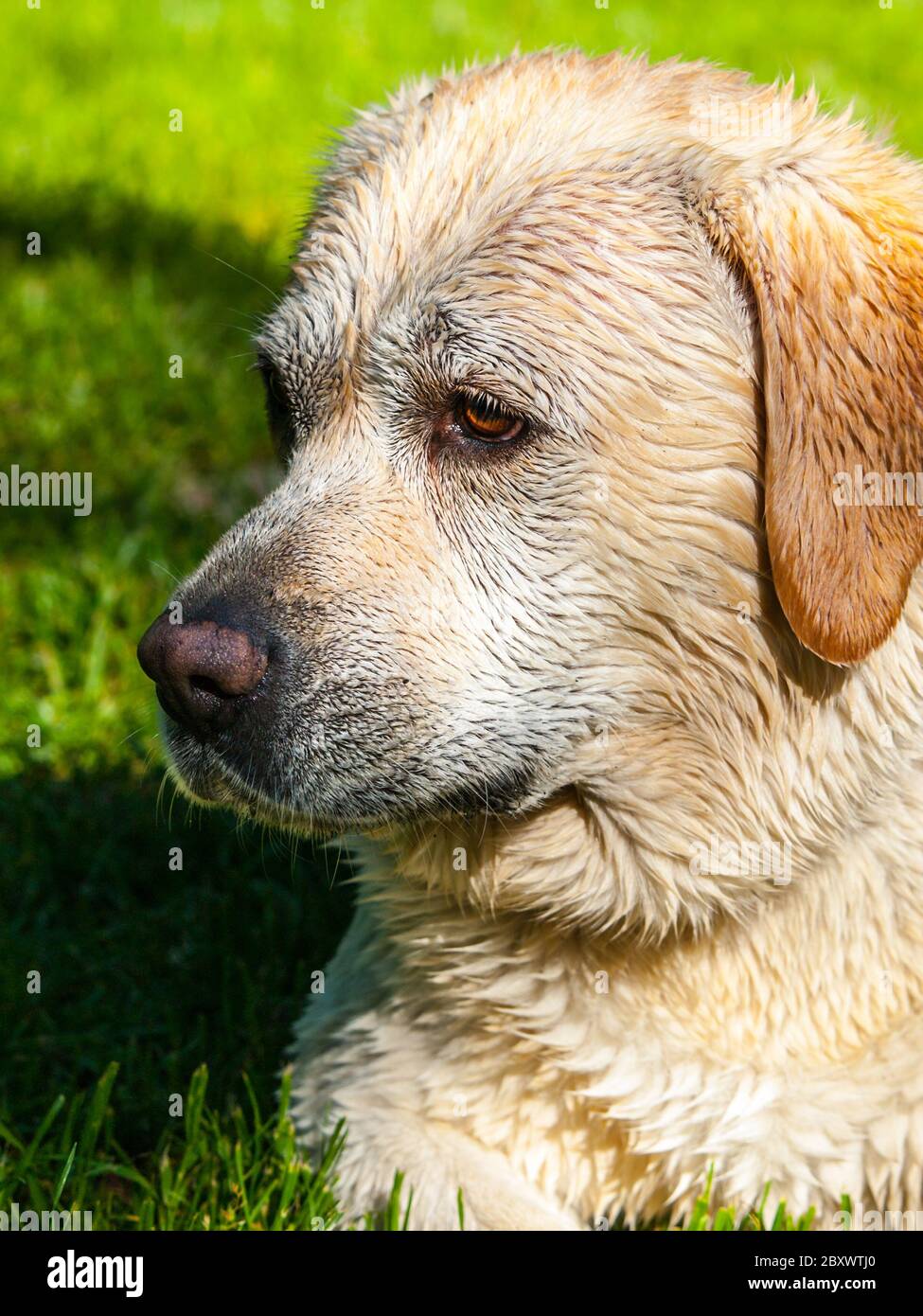 Small cute puppy labrador portrait. Dog lying in the grass with light