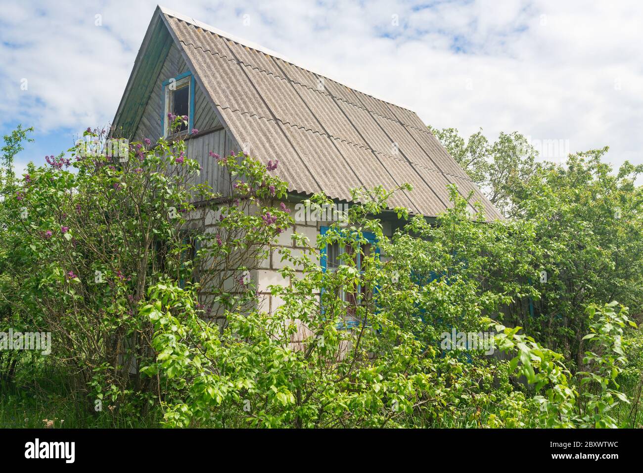 Old village abandoned house in thicket of grass and bushes of lilac and ...