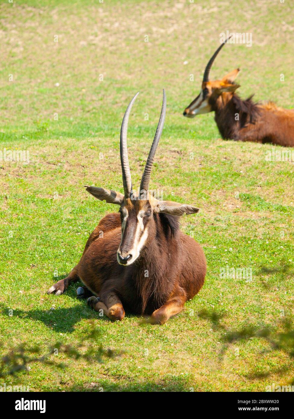 Female Sable antelope, Hippotragus niger, lying down in savanna, Kenya, Africa Stock Photo