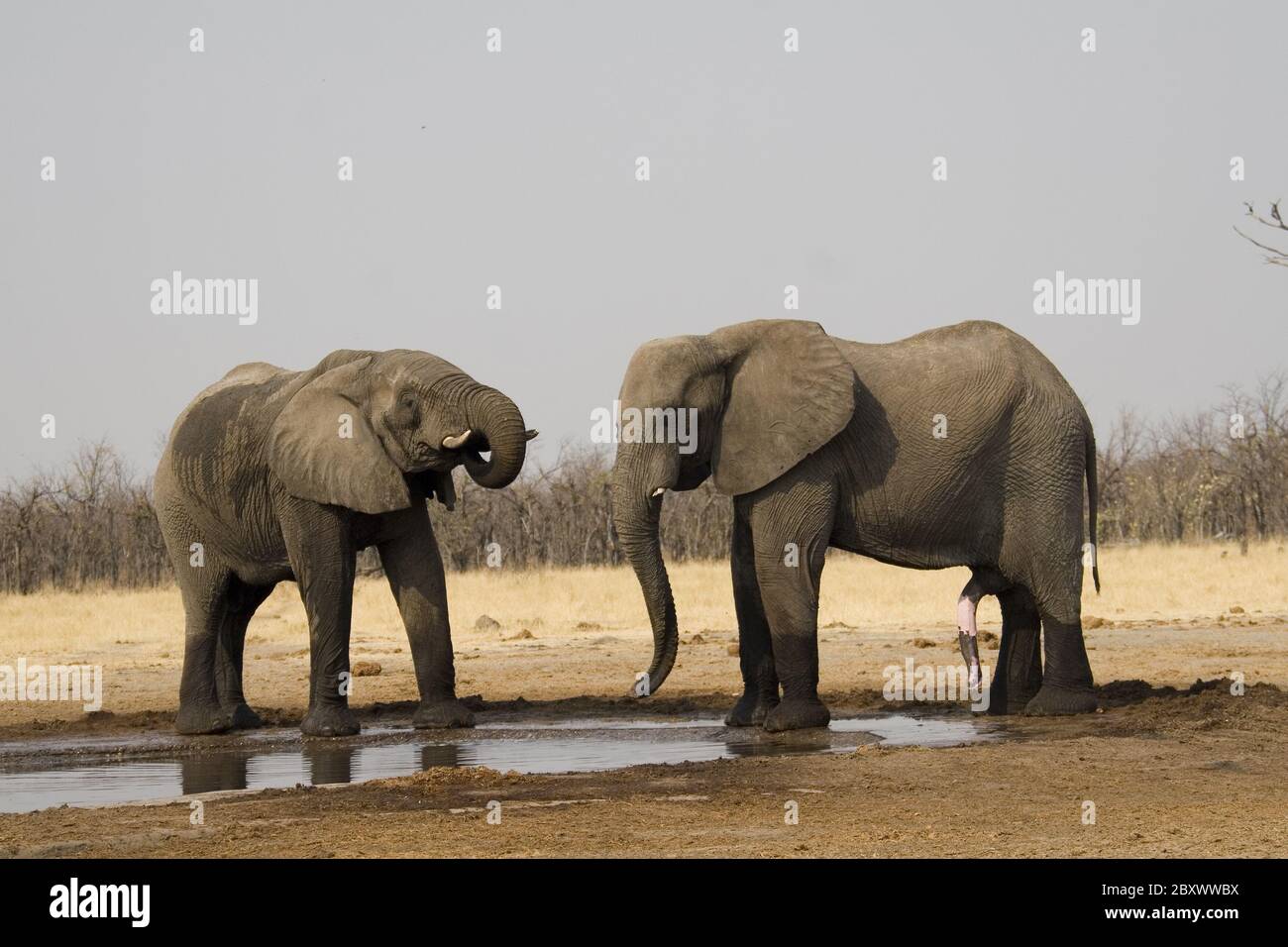 African Elephants at Chobe National Park, Botsuana Stock Photo