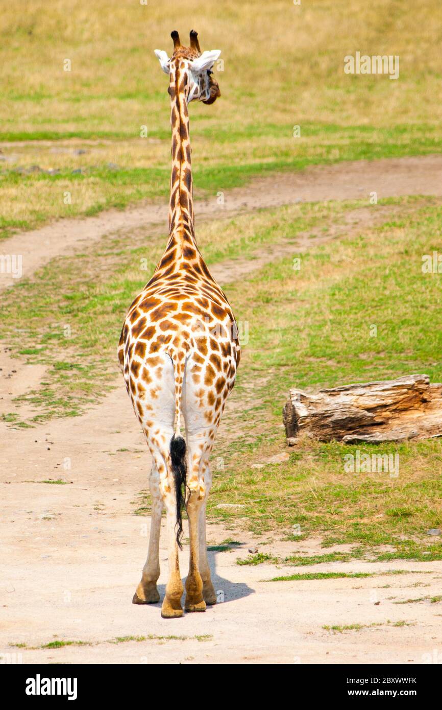 Back view of a giraffe in savanna, Africa. Stock Photo
