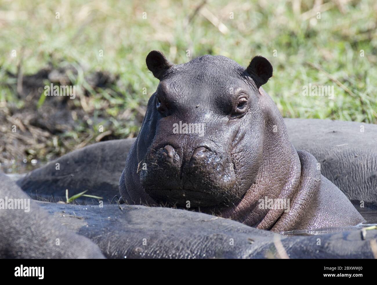 Hippopotamus amphibius, Africa Stock Photo
