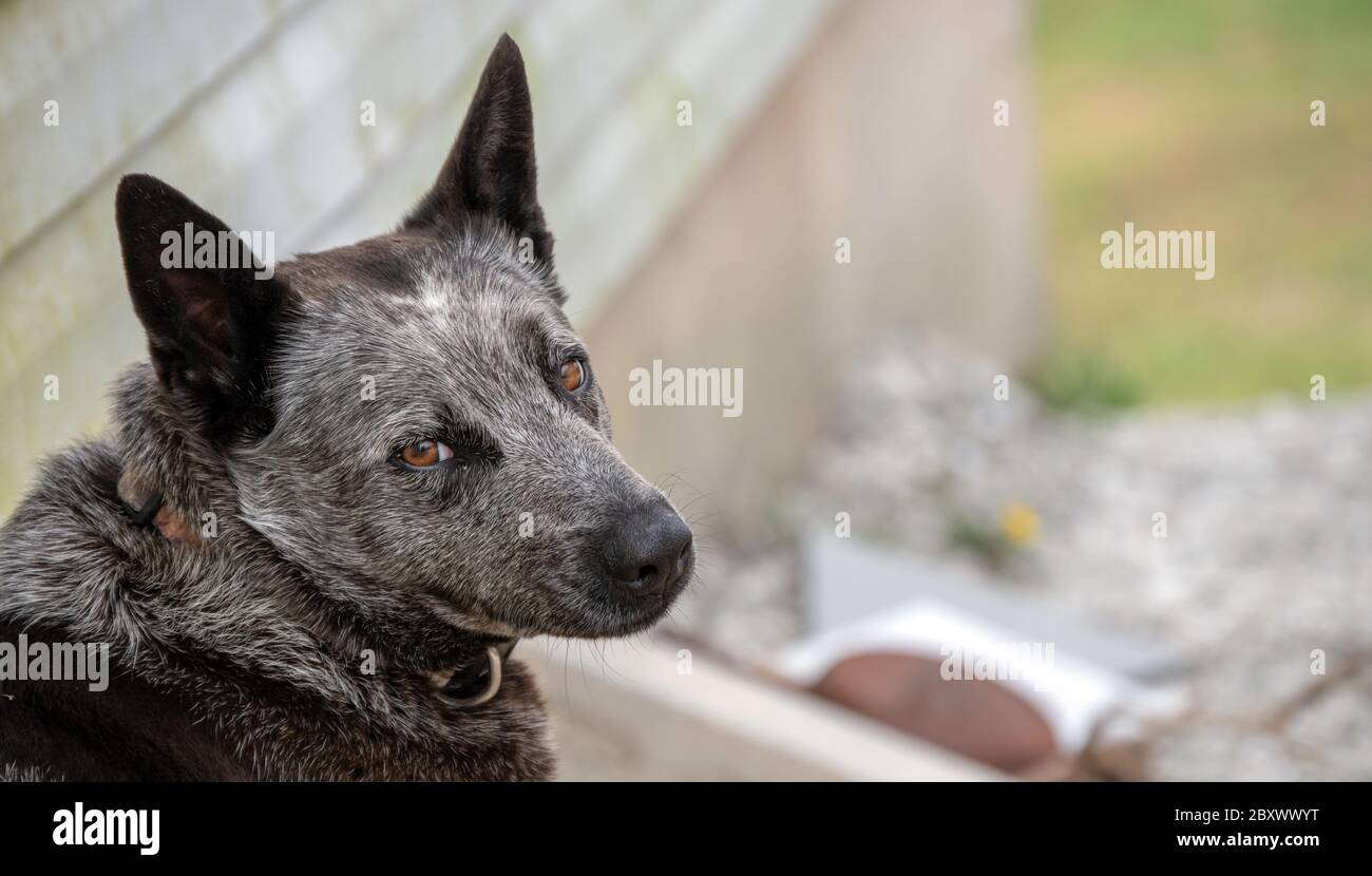 A close up of a beautiful blue heeler dog resting outside on the deck with bright eyes and perky ears. Bokeh effect. Stock Photo