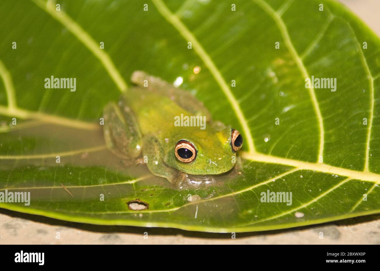 Frosch, Boophis sp. aff. albilabris, Red eyes Stock Photo