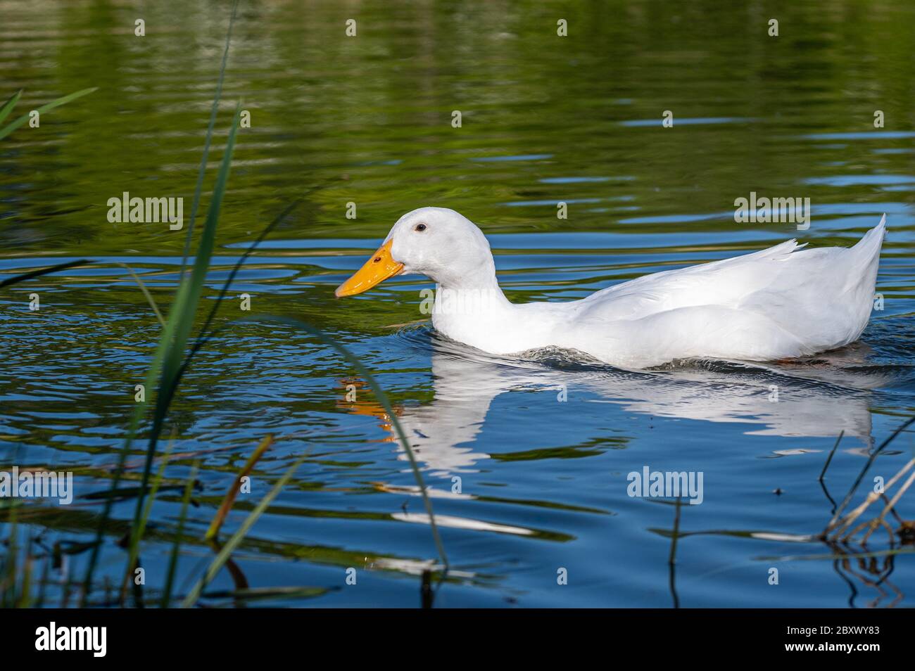 Male pekin duck, also known as Aylesbury or Long Island Duck, swimming on a calm, still lake Stock Photo