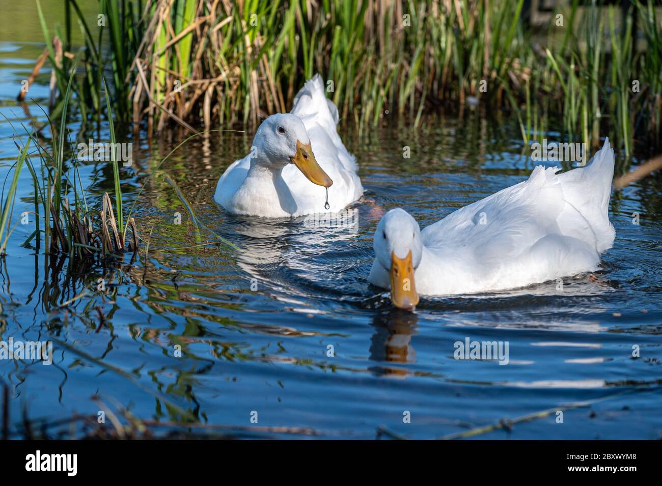Male pekin duck, also known as Aylesbury or Long Island Duck, swimming on a calm, still lake Stock Photo