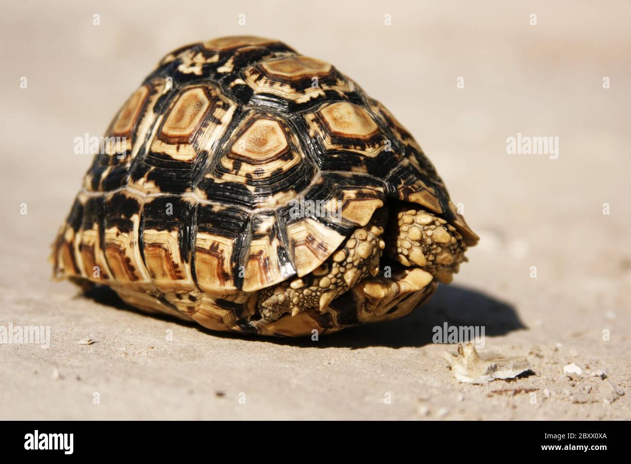 Leopard turtle, Kalahari, South Africa Stock Photo Alamy