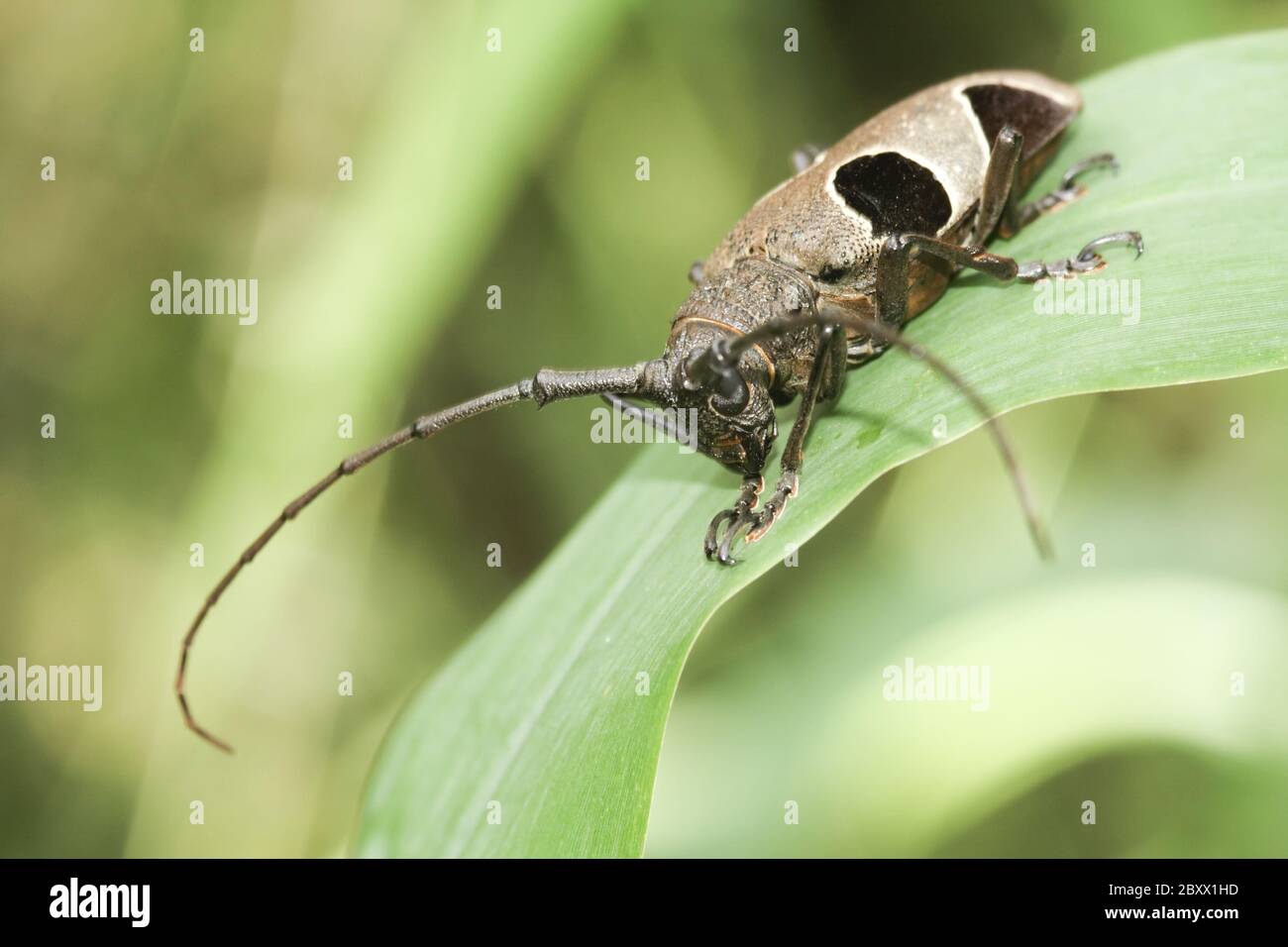 Parepicedia fiabriata hires stock photography and images Alamy