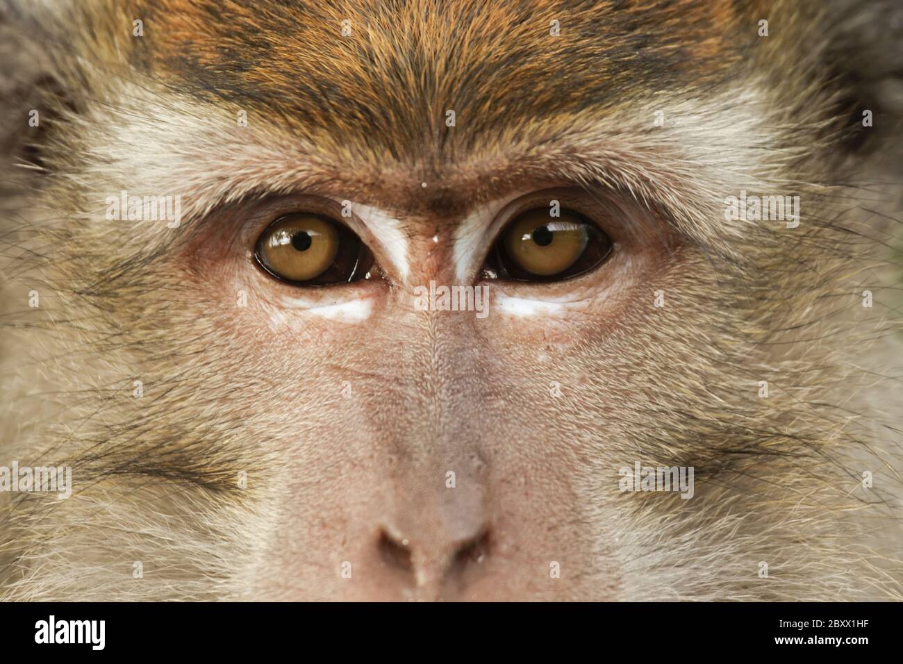 cynomolgus monkey or crab-eating macaque [Macaca fascicularis] Stock Photo