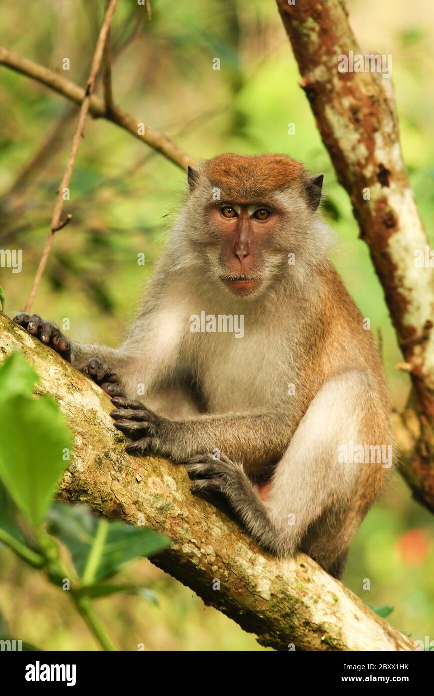 cynomolgus monkey or crabeating macaque [Macaca fascicularis] Stock Photo Alamy