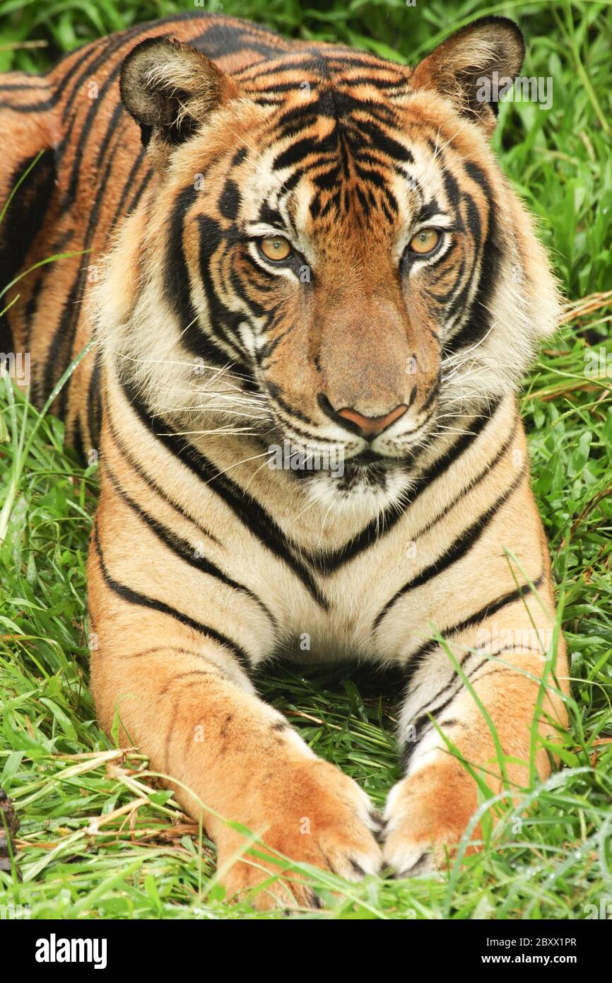 Malaysian Tiger, Borneo, Malaysia Stock Photo