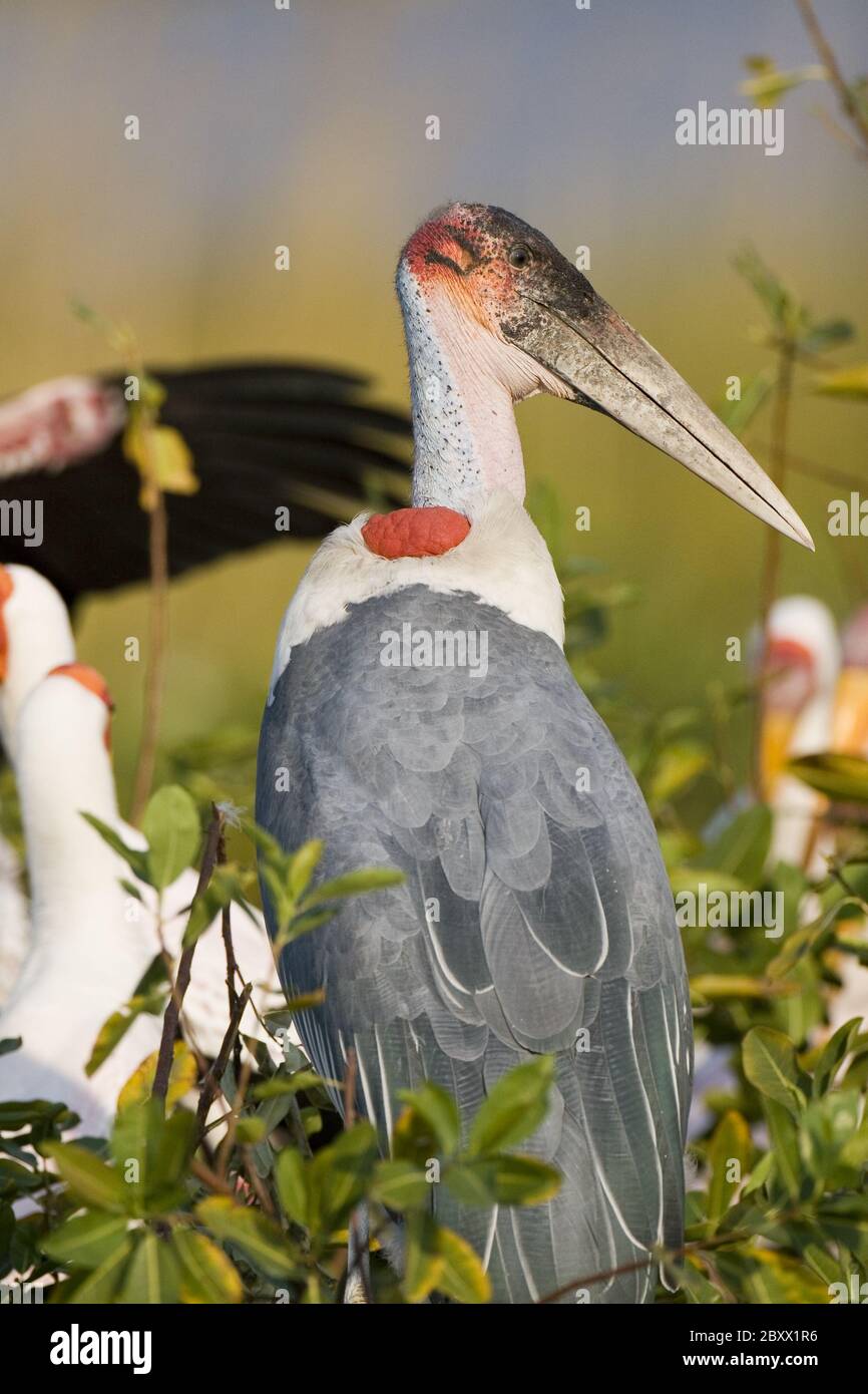 marabou stork [Leptoptilos crumeniferus], Africa Stock Photo