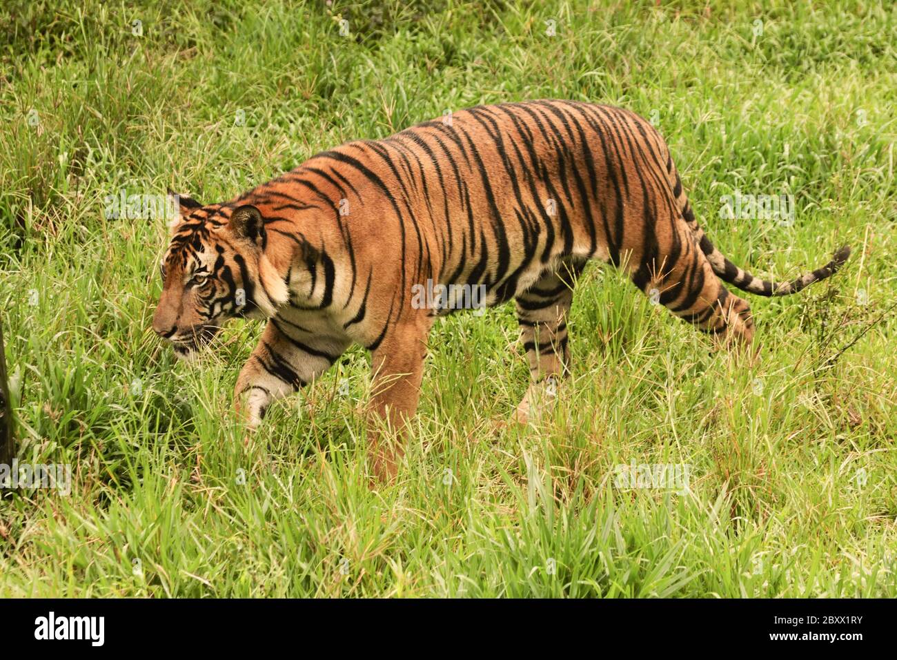Malaysian Tiger, Borneo, Malaysia Stock Photo