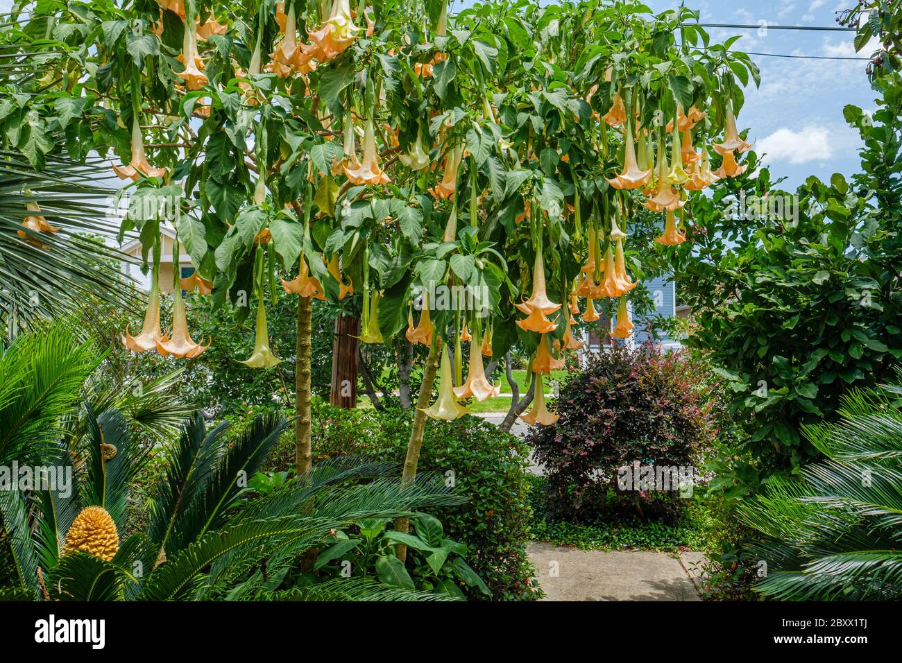 Angel's trumpet plant with sago palm in foreground in landscaping in Gentilly neighborhood of New Orleans, Louisiana, USA Stock Photo