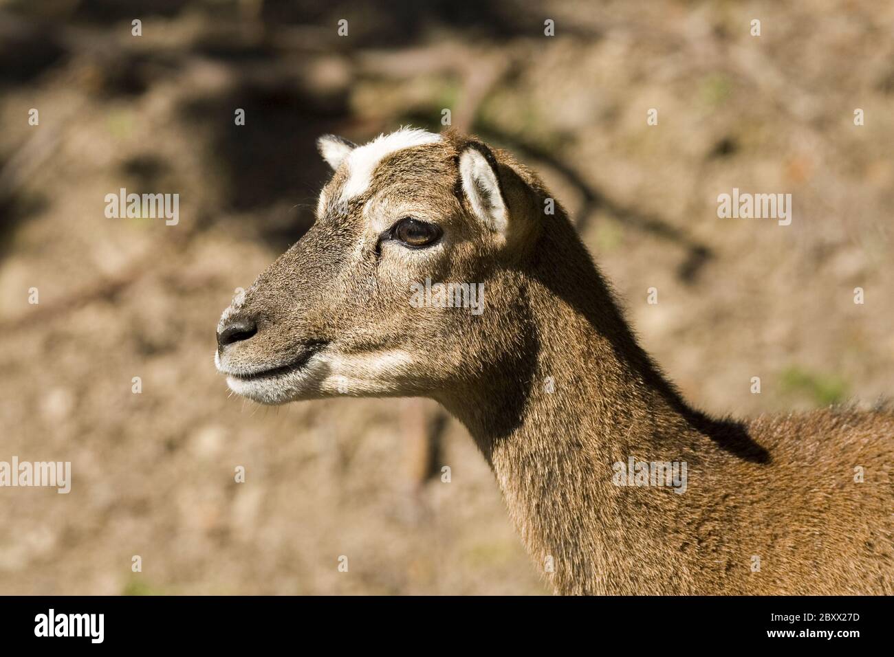 Ovis ammon musimon, Mouflon Stock Photo