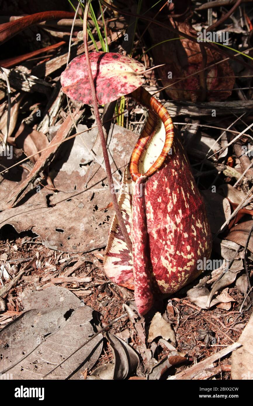 Raffles Pitcher Plant Nepenthes Rafflesiana High Resolution Stock ...