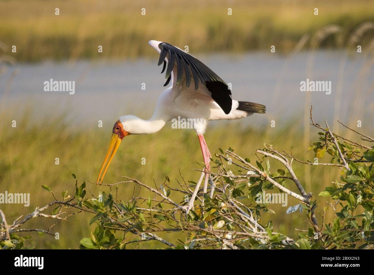 Yellow-billed Stork or Yellowbilled Stork, Africa Stock Photo