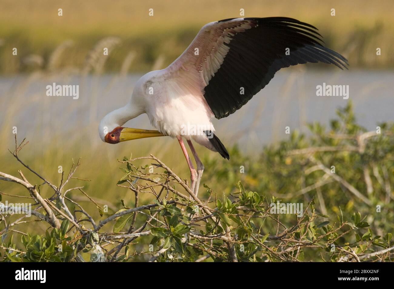 Mycteria ibis, Yellow billed stork Stock Photo