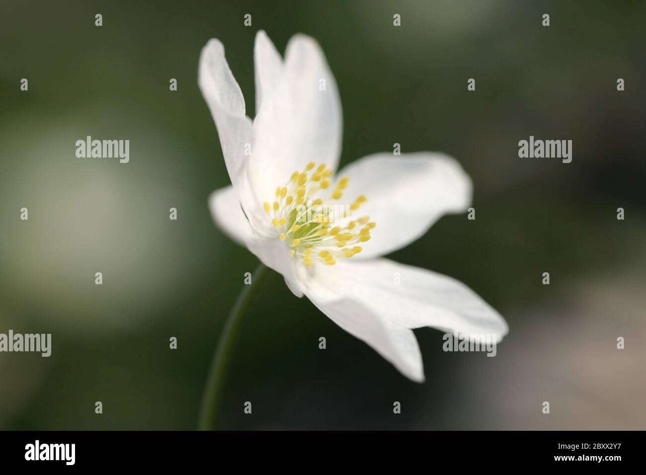 bush vermin roses, anemone nemorosa, wood anemone, Germany, Germany Stock Photo