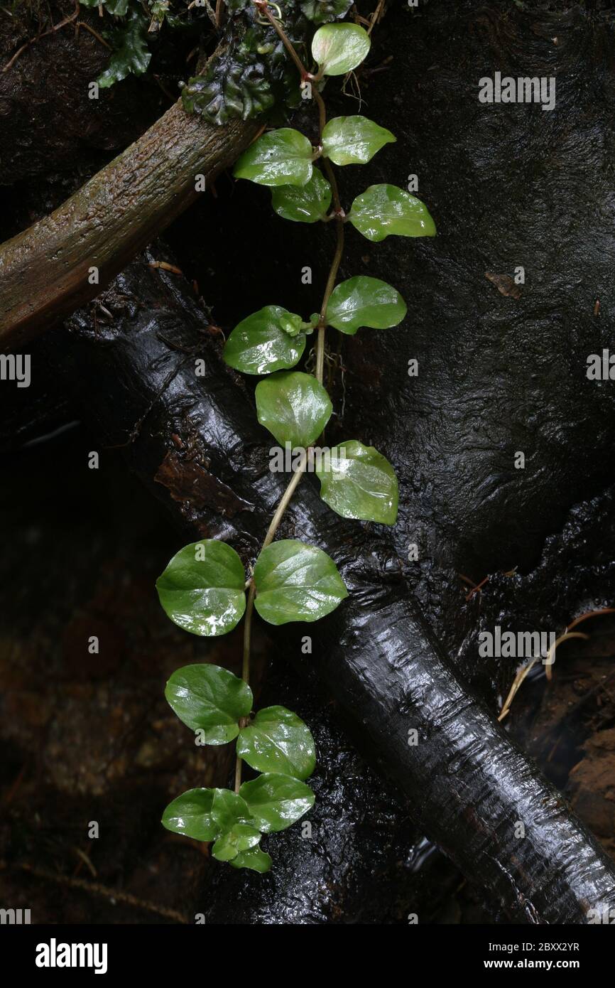 Pennywort, centaury, Lysimachia nummularia, Moneywort, Herb Twopence Stock Photo