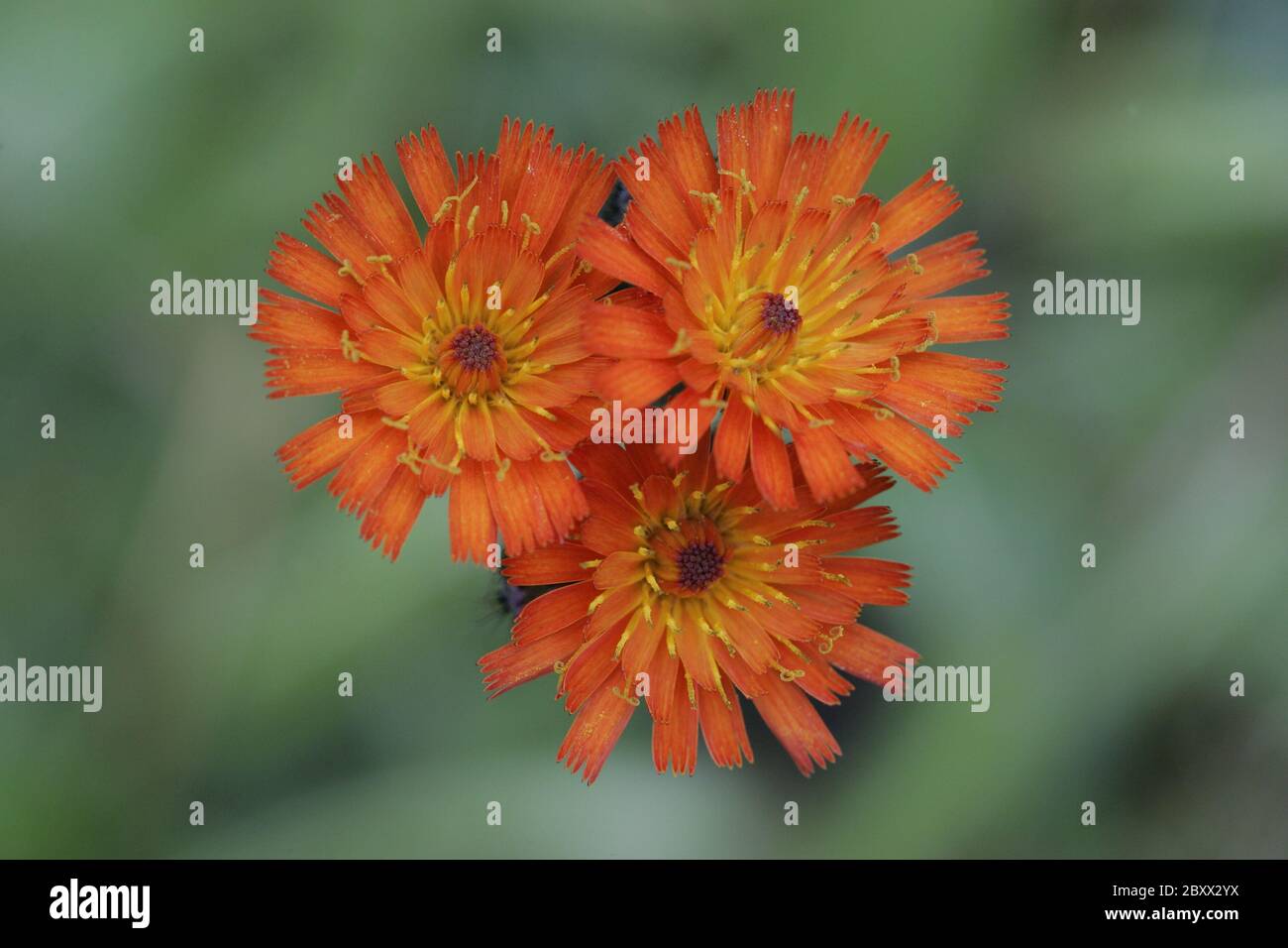 Orange-red hawkweed, Hieracium aurantiacum, Orange Hawkweed, Fox-and-cubs Stock Photo