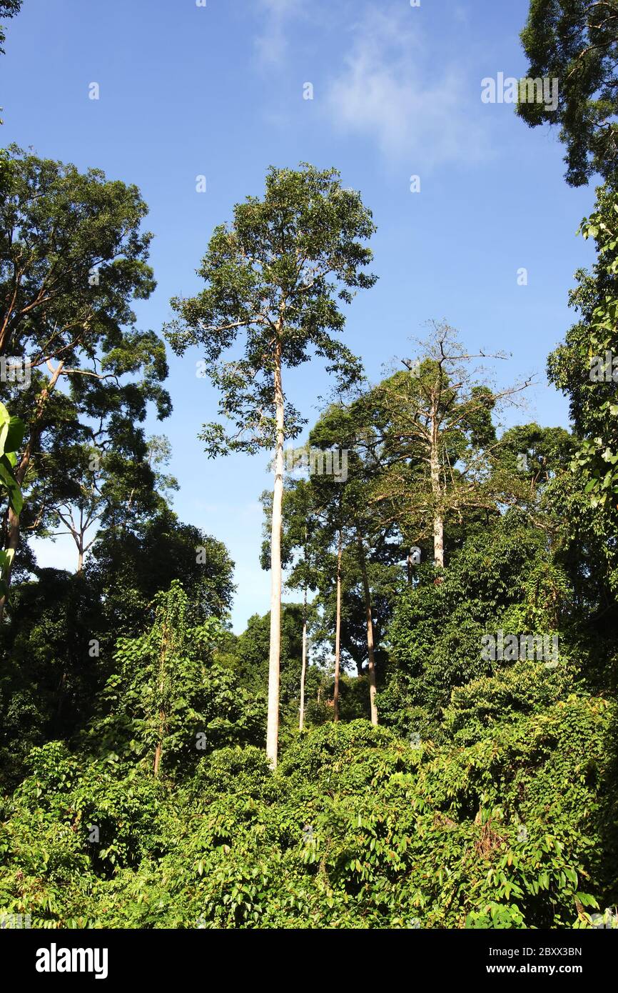 Malaysia jungle tree hires stock photography and images Alamy