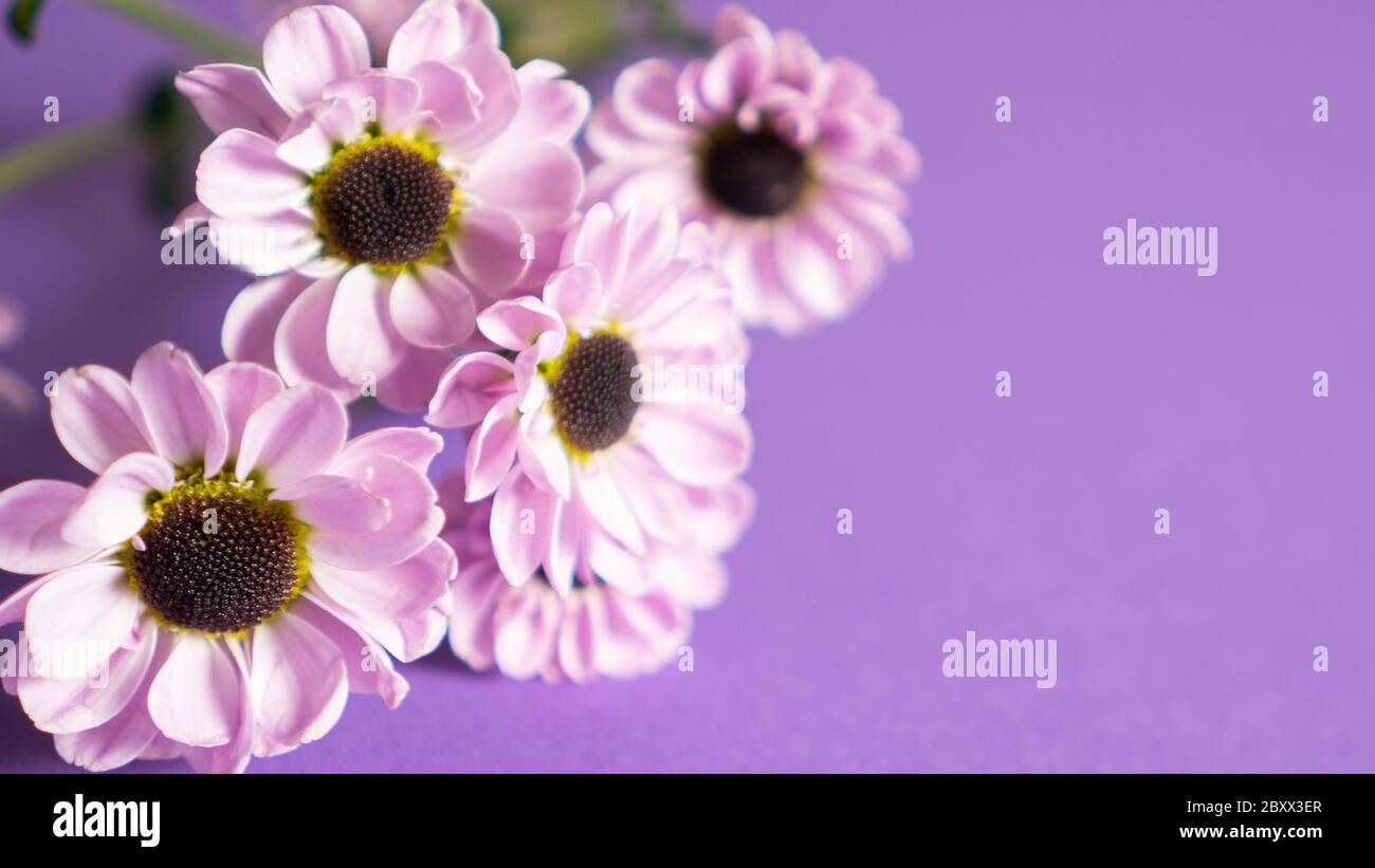 Close up chrysanthemums, chrysanths or mums flowers for greeting card with copy space. Spring postcard. Stock Photo