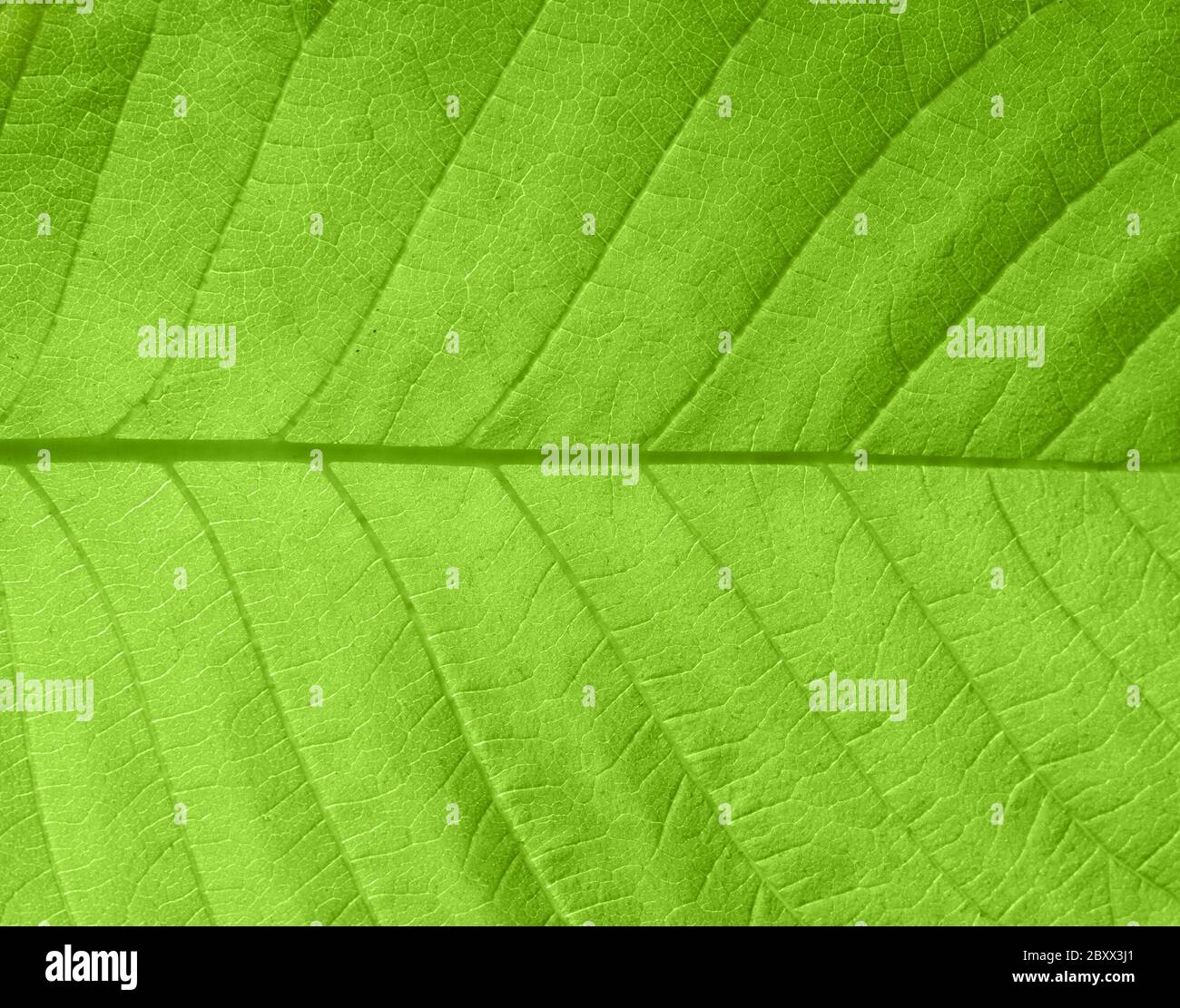 Texture of a green leaf in sunlight Stock Photo - Alamy