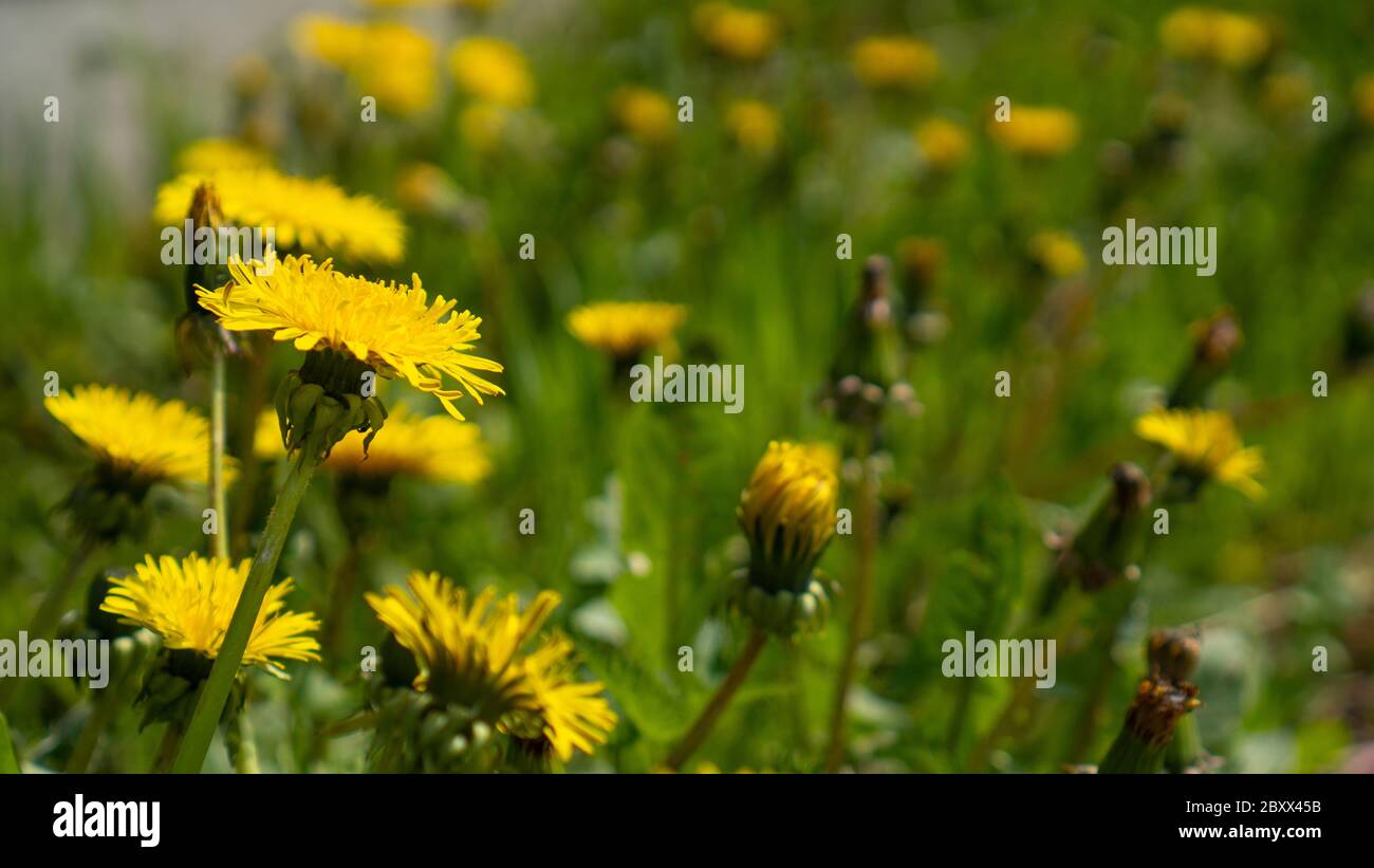 Side view. Yellow flower on green grass. Spring meadow. Yellow dandelions. Taraxacum officinale Stock Photo