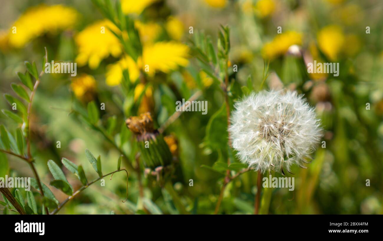 Hawksbeard flower heads and ripe seeds are sometimes confused with dandelions. Seedhead of dandelions Stock Photo