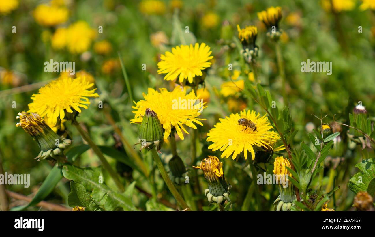 Yellow dandelions meadow in springtime. Bee collecting honey on yellow flower. Spring background. Taraxacum officinale Stock Photo