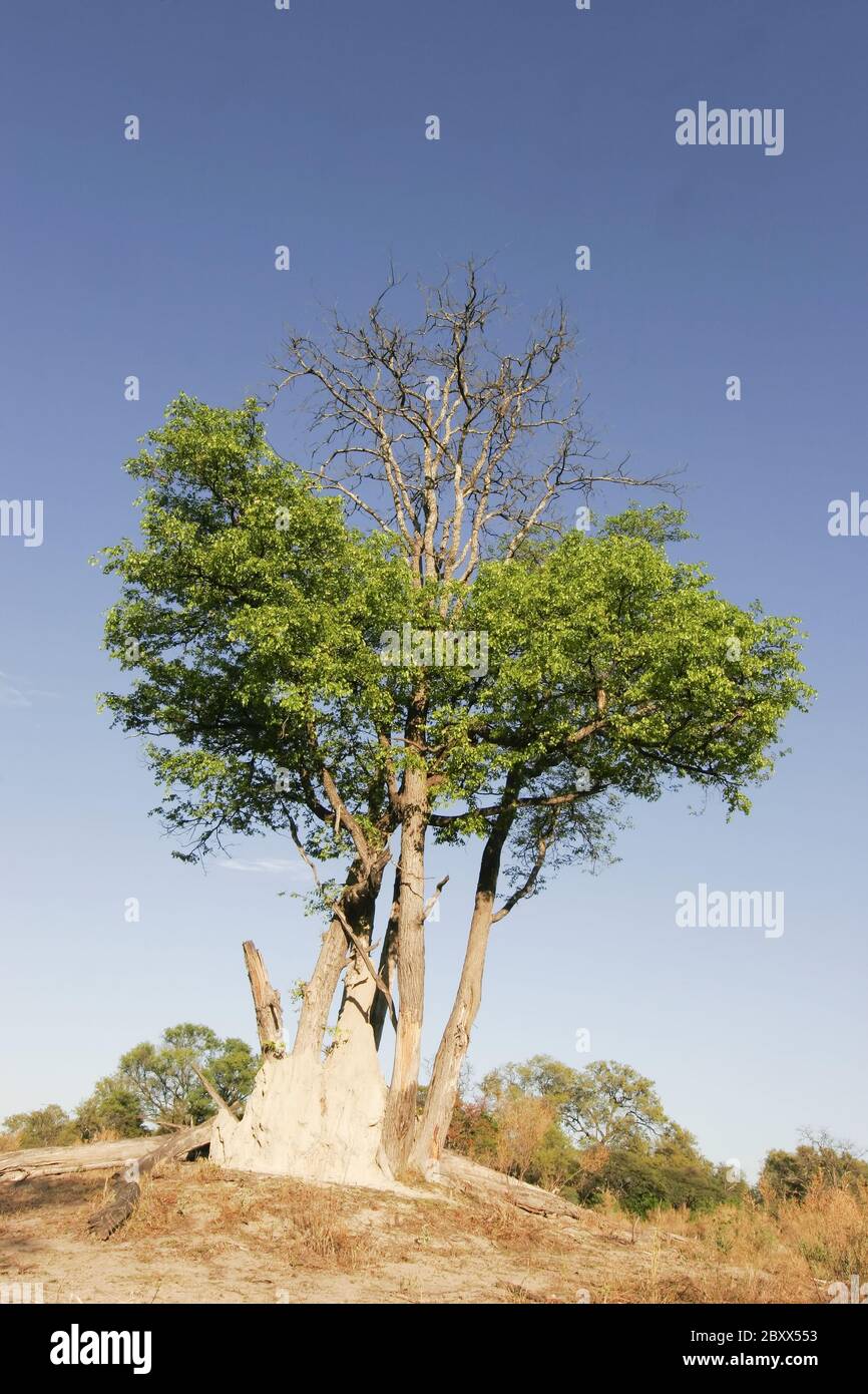 Termite mound habitat hi-res stock photography and images - Alamy