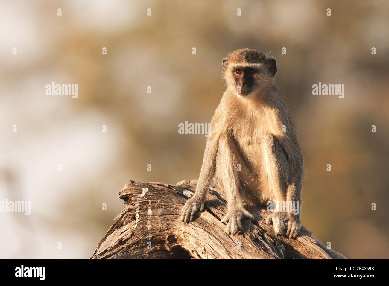 Vervet Monkey-Gruene Meerkatze Stock Photo