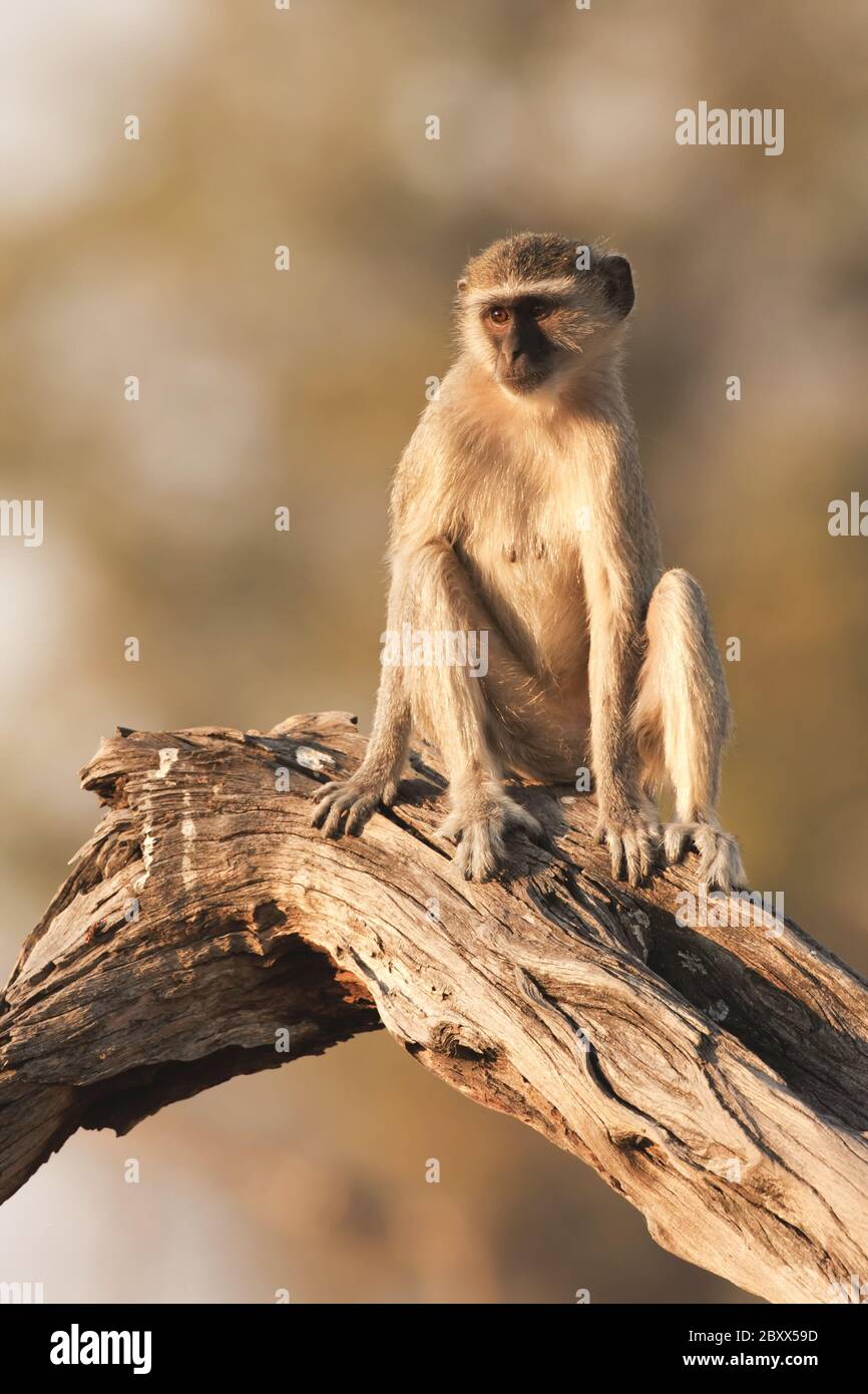 Vervet Monkey-Gruene Meerkatze Stock Photo