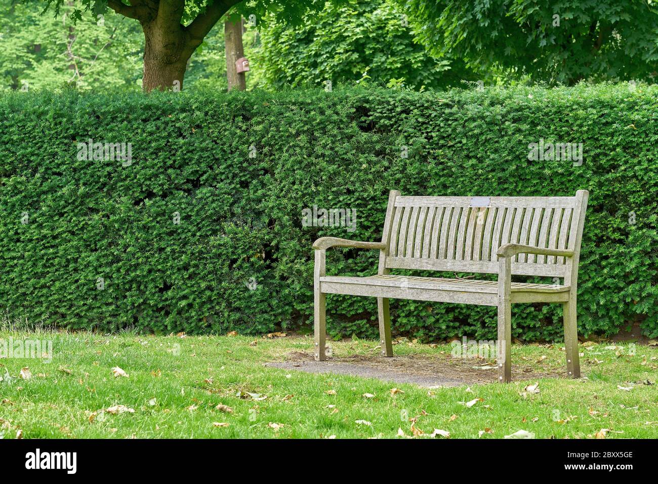 Wooden bench in the park Stock Photo - Alamy