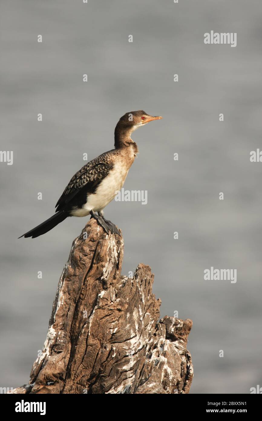 Whitebreasted CormorantWeissbrustkormoran Stock Photo Alamy