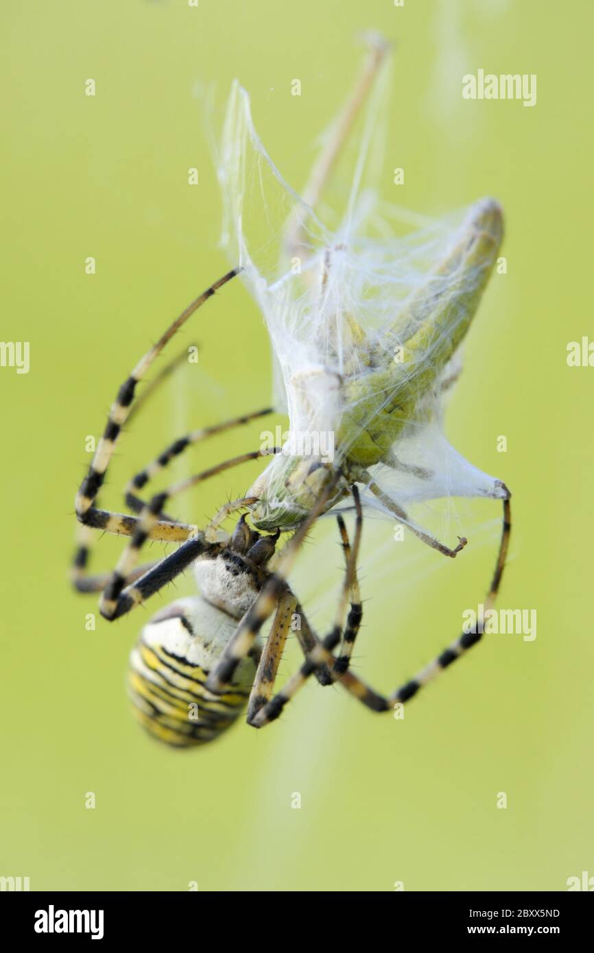 Wasp Spider (Argiope-bruennichi) Stock Photo