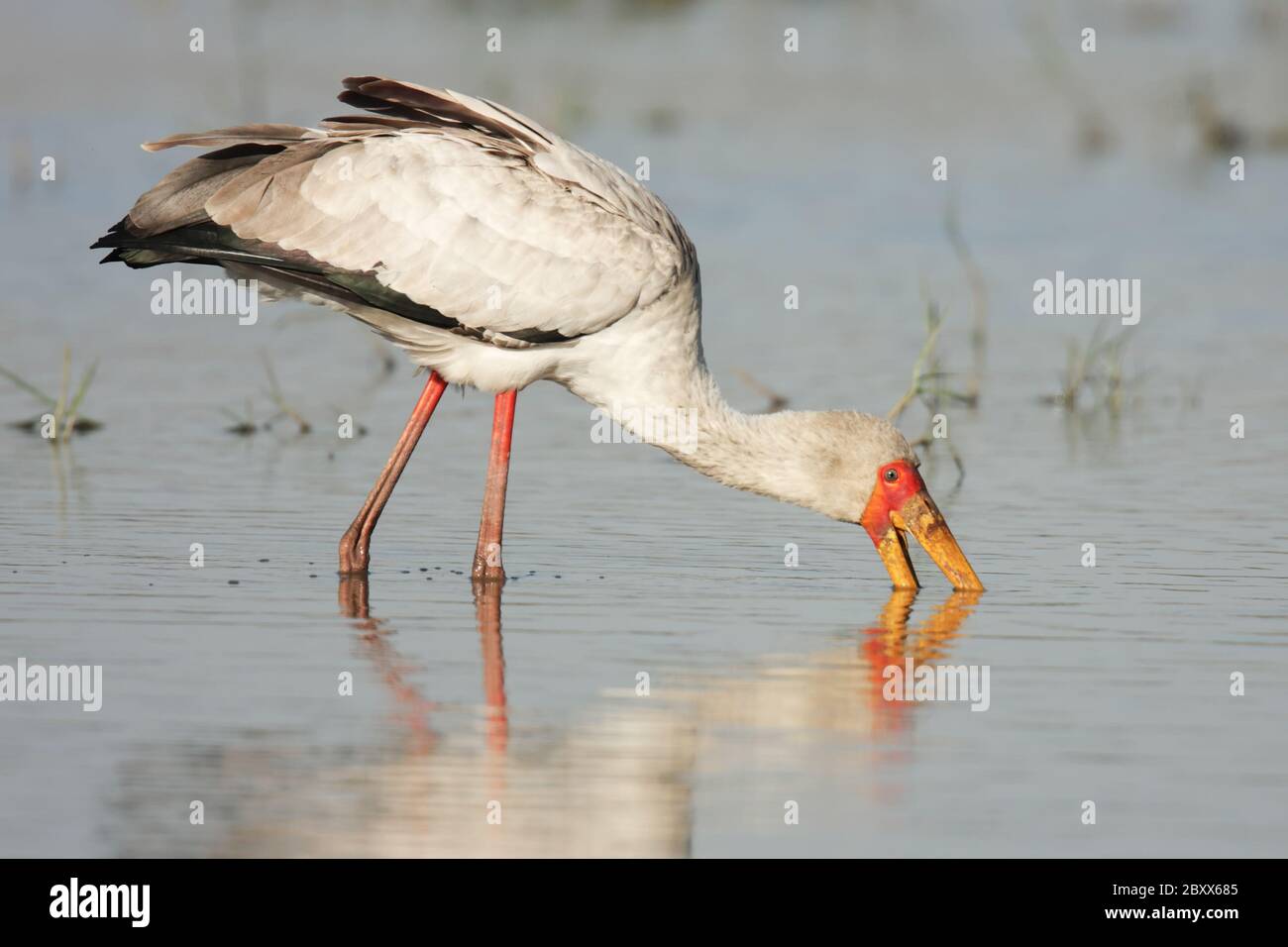 Yellow-billed Stork, South Africa Stock Photo